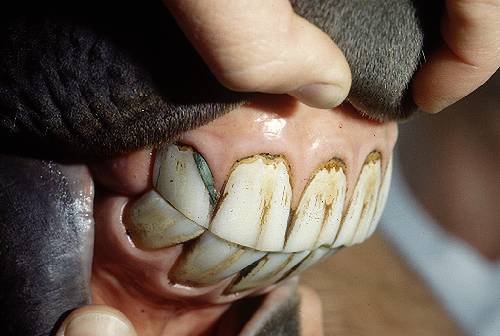 The Tooth Whisperer Equine Dentist Brad Whalan